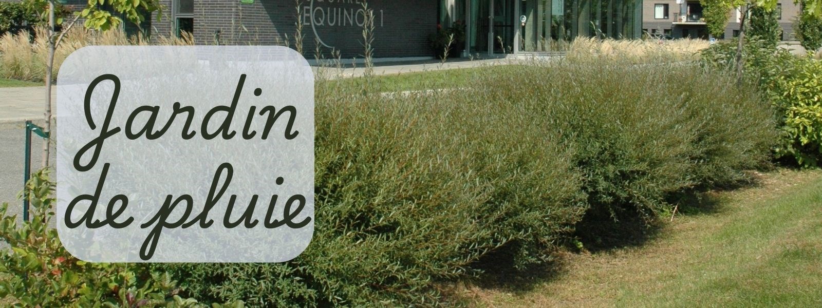 Les jardins de pluie